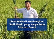 China Kembangkan “Padi Abadi”, Sekali Tanam Panen Berkali-kali