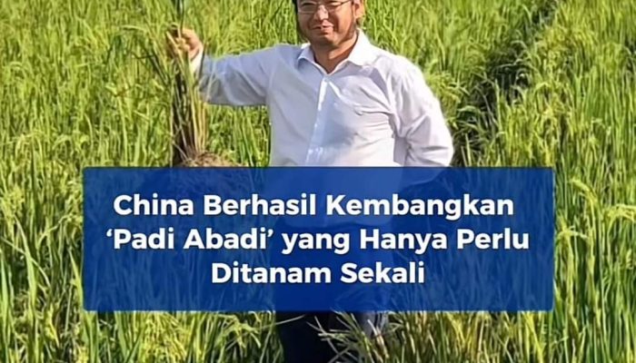 China Kembangkan “Padi Abadi”, Sekali Tanam Panen Berkali-kali