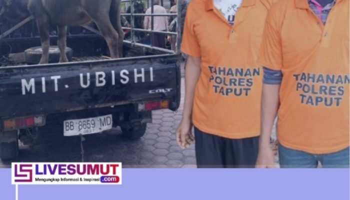Aparat Ungkap Kasus Pencurian Kerbau di Sipoholon, Dua Tersangka Dibekuk