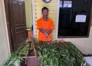 Polisi Tangkap Penanam 15 Batang Ganja di Taput