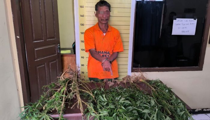 Polisi Tangkap Penanam 15 Batang Ganja di Taput