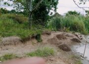Pasir Habis, Air Naik! Masyarakat Samosir Desak Pemkab Hentikan Penggalian di Danau Toba