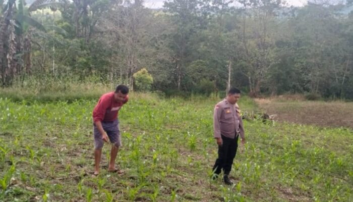 Dukung Ketahanan Pangan, Bhabinkamtibmas Polsek Sukaramai Cek Perkembangan Lahan Jagung