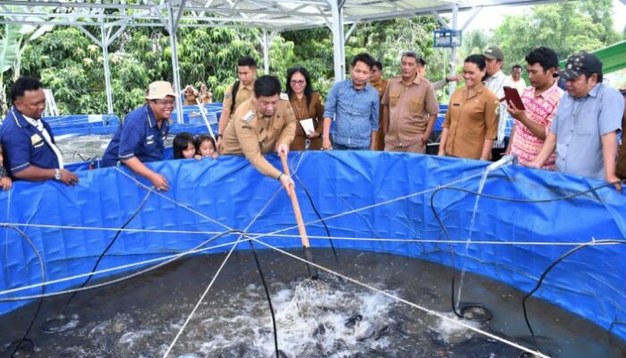 Panen Perdana, Bupati Samosir Apresiasi Pokdakan Mekar Hasilkan 250 Kg Ikan Nila dalam 4 Bulan