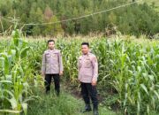 Panen Jagung Mei Mendatang, Polres Samosir Pantau Dua Lokasi Strategis