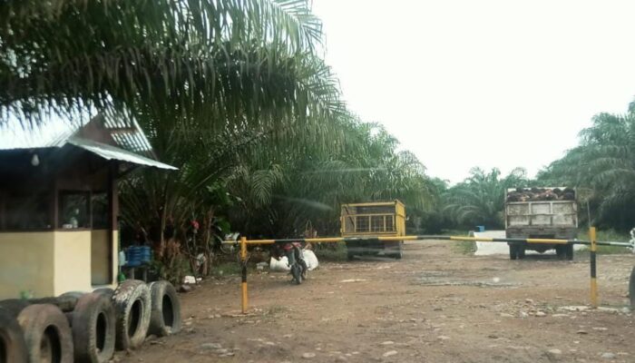 Puluhan Tahun Beroperasi, PT THONG di Palas Diklaim Tak Pernah Bantu Warga Sekitar