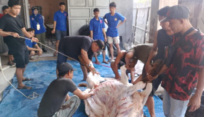 KSPSI AGN Sumut Sembelih 3 Hewan Kurban untuk Buruh