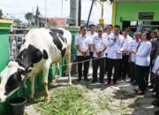 Tiga Sapi Kurban untuk Humbahas, dari Presiden, Wapres, dan Gubsu