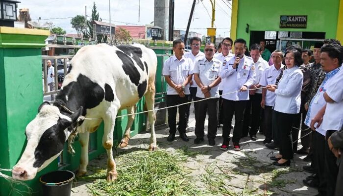 Tiga Sapi Kurban untuk Humbahas, dari Presiden, Wapres, dan Gubsu