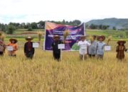 BI dan Pemkab bersama Petani Panen Padi Gamagora di Balige