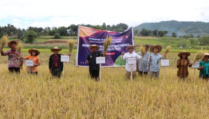 BI dan Pemkab bersama Petani Panen Padi Gamagora di Balige