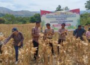 Polres Samosir dan Forkopimca Harian Panen Raya 12 Ton Jagung