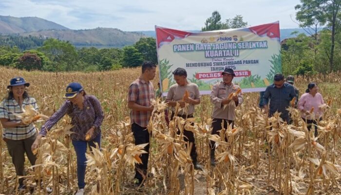 Polres Samosir dan Forkopimca Harian Panen Raya 12 Ton Jagung