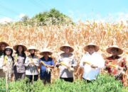 Kapolda Sumut dan Bupati Samosir Panen Jagung di Kecamatan Simanindo