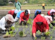 Pemkab Samosir Gelar Tanam Padi Bersama Bertajuk “Festival Manuan Eme”