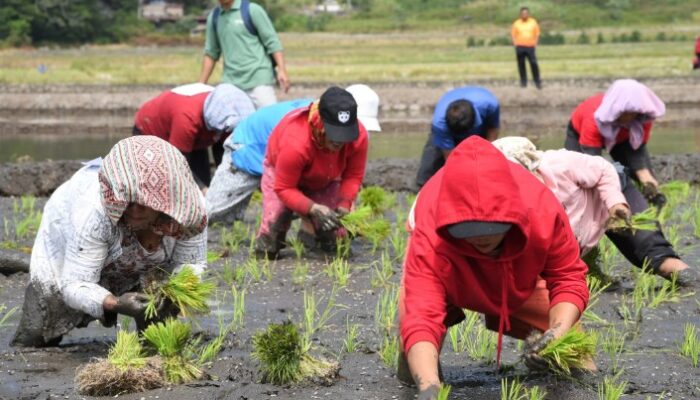 Pemkab Samosir Gelar Tanam Padi Bersama Bertajuk “Festival Manuan Eme”