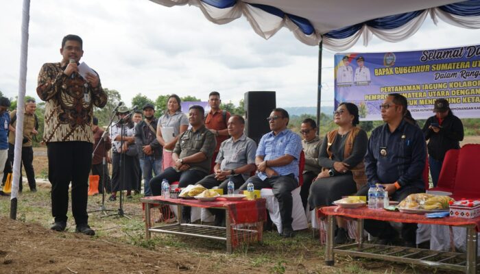 Gubernur Sumut Ikut Tanam Jagung di Parmonangan Taput, 17 Hektare Lahan Disiapkan