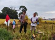 Polsek Siantar Marihat Sambangi Warga yang Panen Padi