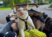 Kisah Bobby Kertanegara, Kucing yang Mendapat Pengawalan Khusus dari Negara