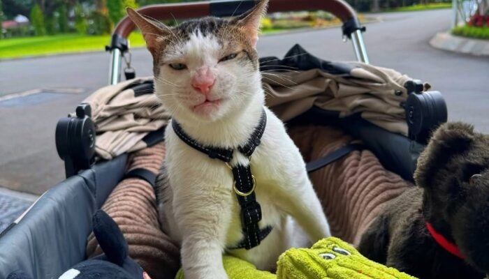 Kisah Bobby Kertanegara, Kucing yang Mendapat Pengawalan Khusus dari Negara