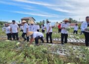 Lapas Kelas IIB Padangsidimpuan Panen Semangka Bersama Dinas Pertanian