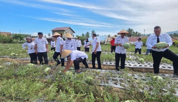 Lapas Kelas IIB Padangsidimpuan Panen Semangka Bersama Dinas Pertanian