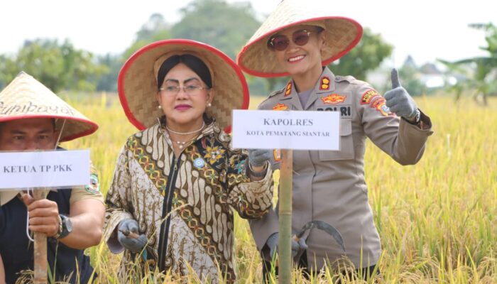 Kapolres Pematangsiantar Turun ke Sawah, Panen Padi Bareng Forkopimda di Dusun Matio
