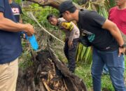 Heboh! Warga Sergai Temukan Kerangka Manusia di Dalam Pohon Aren Tumbang