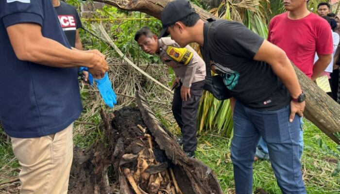 Heboh! Warga Sergai Temukan Kerangka Manusia di Dalam Pohon Aren Tumbang