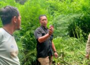 Hutan Sibuatan Kembali Geger, Deninteldam I/BB Amankan 400 Batang Ganja Siap Panen