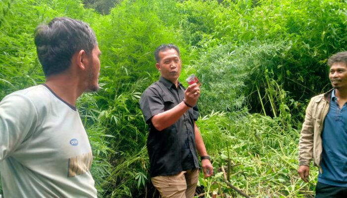 Hutan Sibuatan Kembali Geger, Deninteldam I/BB Amankan 400 Batang Ganja Siap Panen
