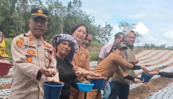 Didukung Kementan & LBP, Wabup: Humbahas Siap Jadi Sentra Bawang Putih Nasional