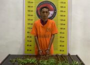 Petani di Tapsel Tanam Ganja di Kebun Sawit, Aksi Nekatnya Berakhir di Bui