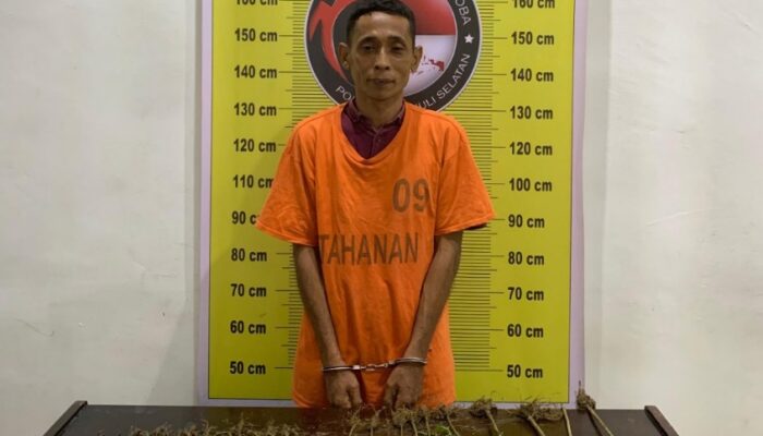 Petani di Tapsel Tanam Ganja di Kebun Sawit, Aksi Nekatnya Berakhir di Bui