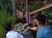 Ganja 24 Ball “Nongkrong” di Halaman Warga Kampung Darek, Polisi Selidiki Pemilik Misterius