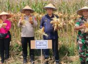 Wabup Tapanuli Utara Ikuti Panen Jagung Nasional, Dorong Akselerasi Swasembada Pangan