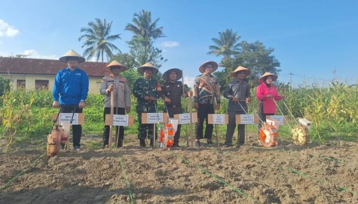 Tanam Raya Jagung Serentak 2026 Digelar di Sipoholon, Pemkab Taput Ikut Serta