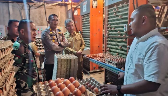 Produksi Hampir 20 Ribu Telur per Hari, Peternakan Modern di Sipoholon Jadi Perhatian