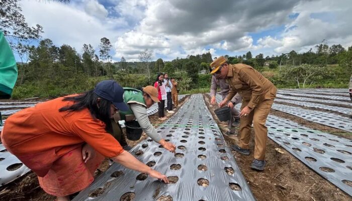 Bupati JTP Dukung Pengembangan Bawang Merah di Pagaran