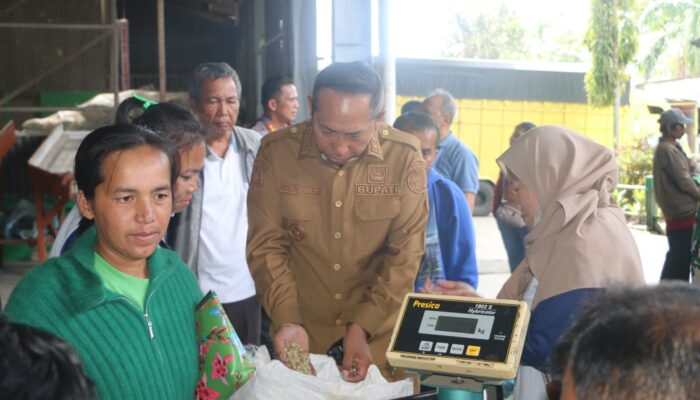 Kopi Taput Disebut “Emas Hijau”, Bupati JTP Ajak Semua Pihak Jaga Kualitas