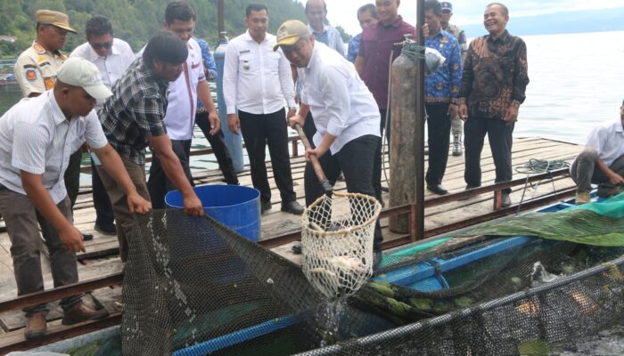 BUMDes Saurdot Jadi Role Model Ketahanan Pangan Desa di Taput