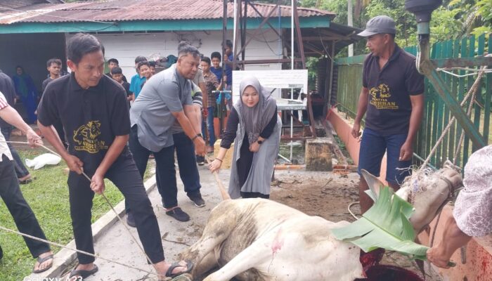 PTPN IV Bah Birung Ulu Sembelih 12 Hewan Kurban untuk Masyarakat