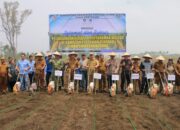 Sijaba Disiapkan Jadi Sentra Pertanian Modern, 10 Hektare Jagung Mulai Ditanam