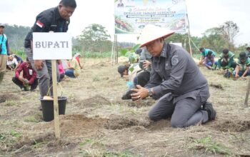 2,2 Juta Bibit Kopi Arabika Menghijaukan Tapanuli Utara, Target 19.252 Hektare di 2026