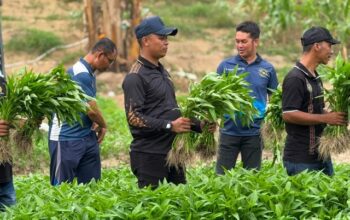 Kalapas P.Sidimpuan dan Warga Binaan Turun ke Kebun, Panen 200 Kilogram Kangkung
