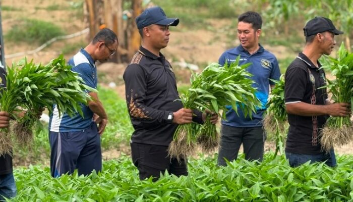 Kalapas P.Sidimpuan dan Warga Binaan Turun ke Kebun, Panen 200 Kilogram Kangkung