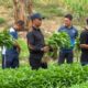 Kalapas P.Sidimpuan dan Warga Binaan Turun ke Kebun, Panen 200 Kilogram Kangkung